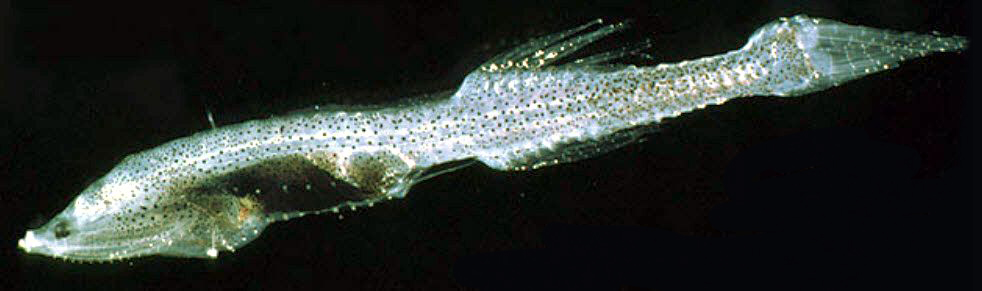 Cyclothone pygmaea_02.jpg